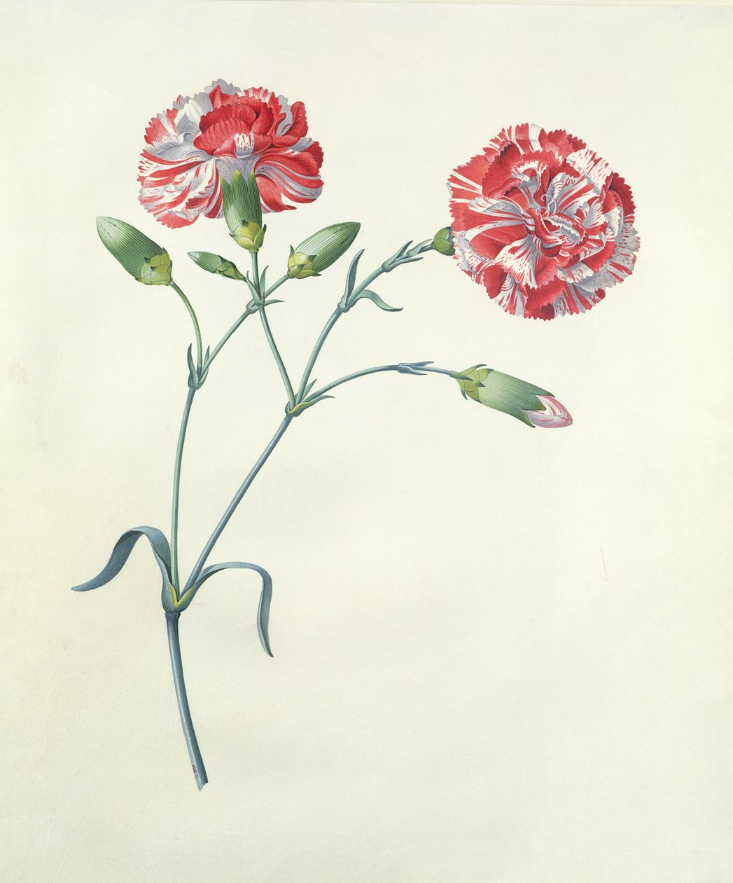 Œillet - Georg Dionysius Ehret