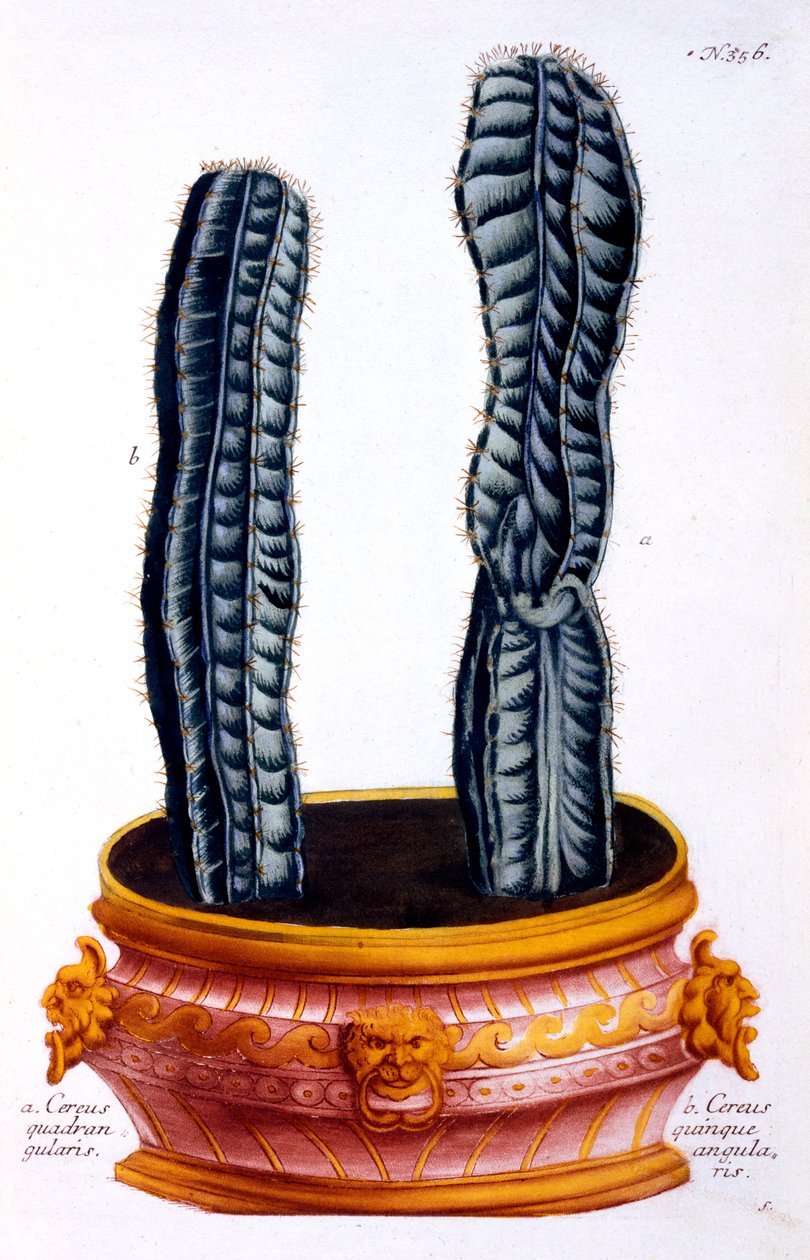 Cereus quadrangularis et Cereus quinque angularis, de 