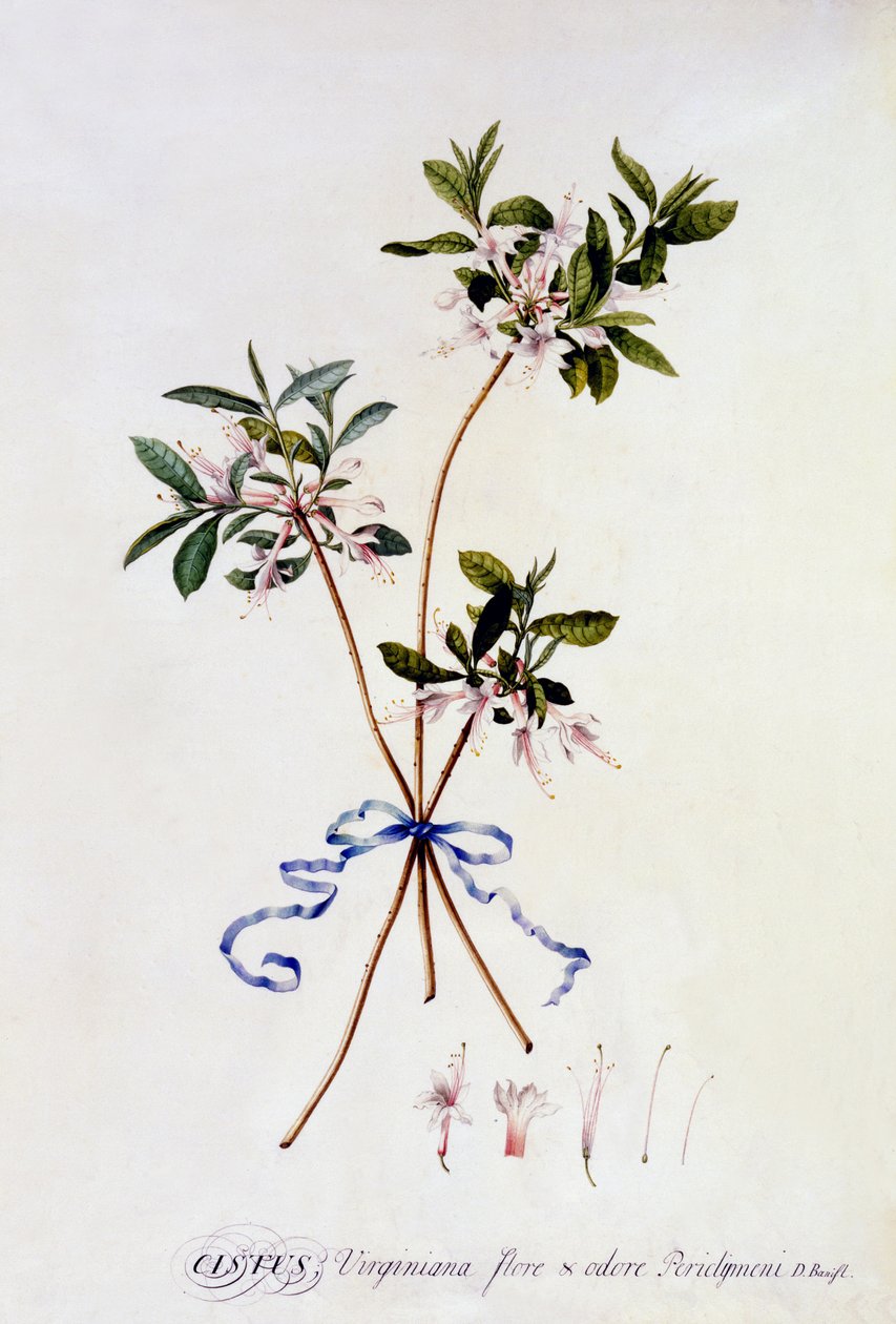 Cistus Virginiana, vers 1743 - Georg Dionysius Ehret