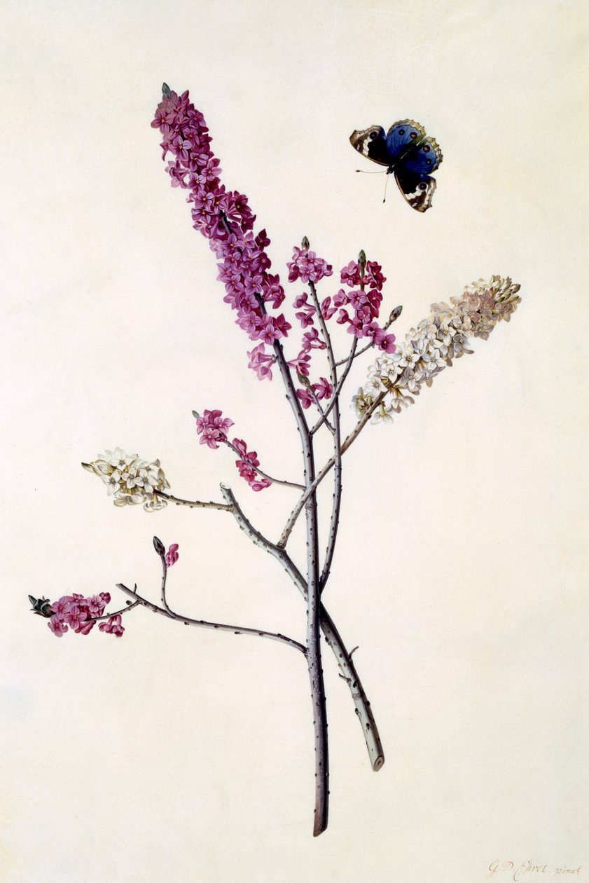Daphne Mezereum avec papillon, vers 1740 - Georg Dionysius Ehret
