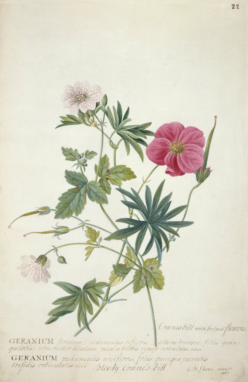 Géranium. Deux tiges entrelacées de différentes espèces, 1767 - Georg Dionysius Ehret