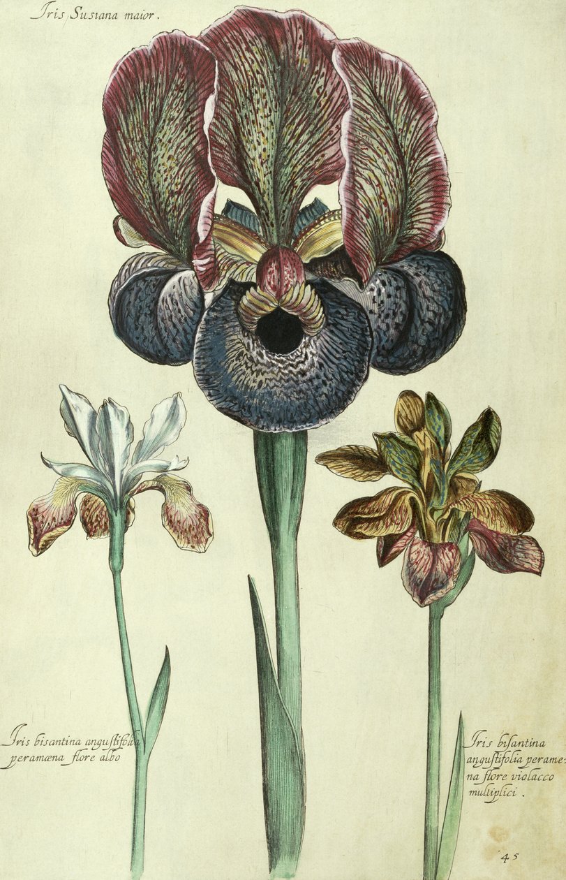 Iris susiana major et Iris bisantina angustifolia - Georg Dionysius Ehret