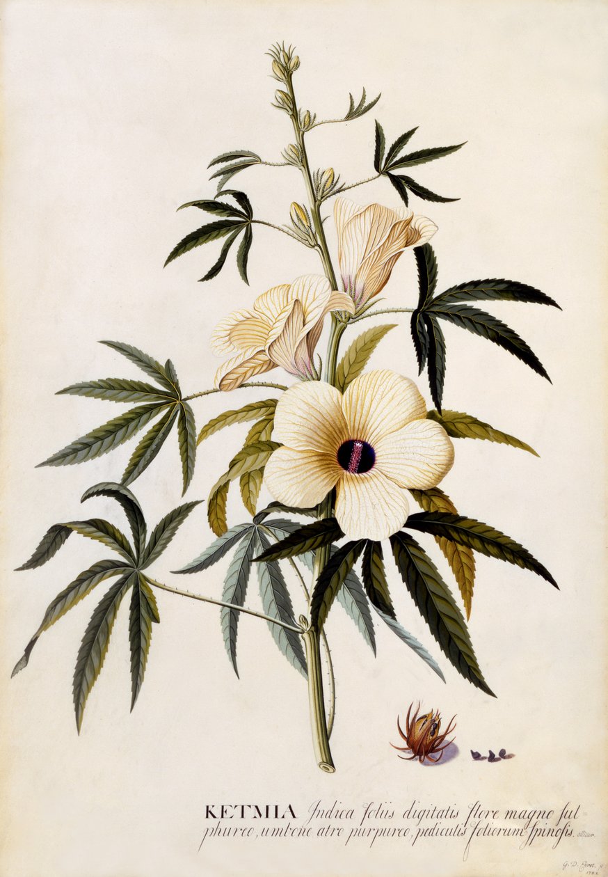 Ketmia, c.1742 - Georg Dionysius Ehret