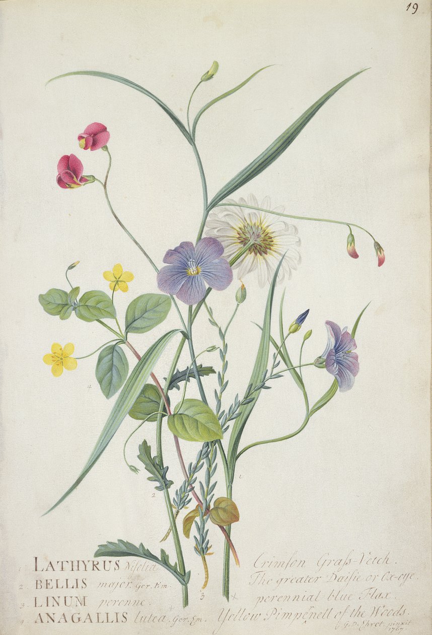 Lathyrus nissolia, Chrysanthemum leucanthemum, Linum perenne, Lysimackia nemorum, 1767 - Georg Dionysius Ehret
