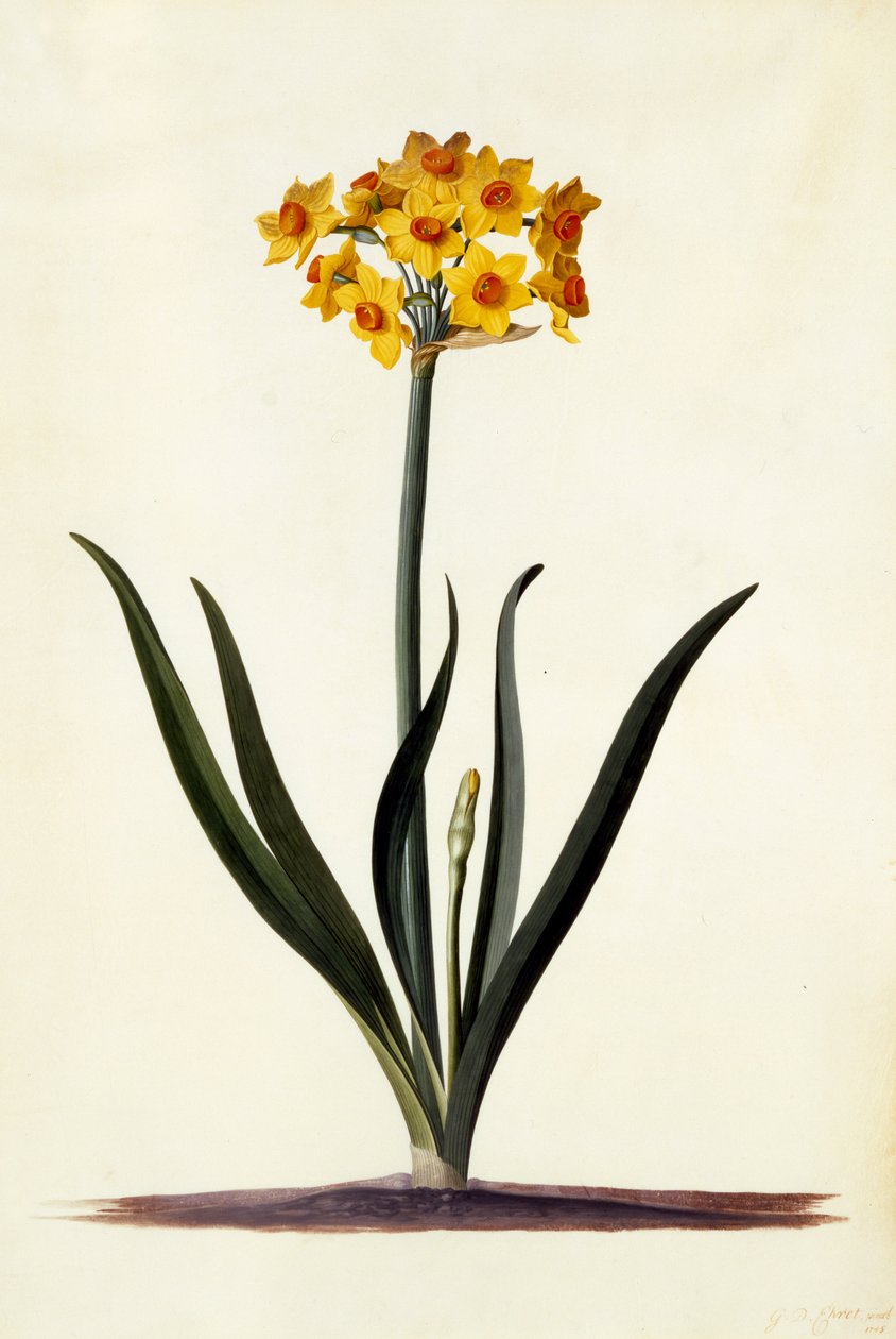Narcisse, vers 1745 - Georg Dionysius Ehret