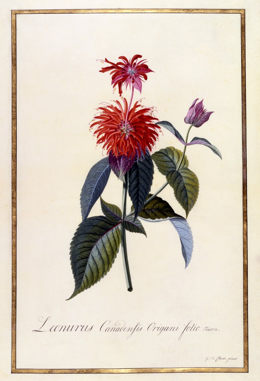 Oswego Tea Plant, c.1740 - Georg Dionysius Ehret