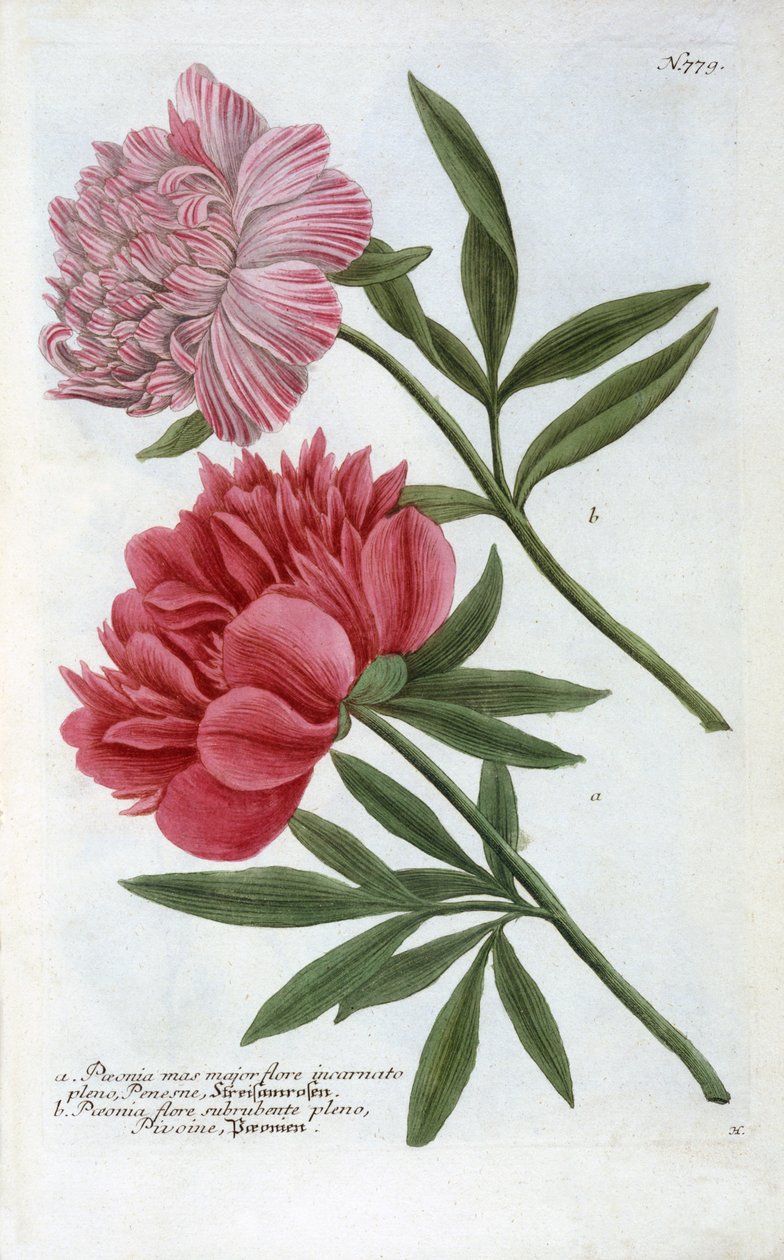 Paeonia de Phytanthoza Iconographia de Johann Wilhelm Weinmann, 1737 - Georg Dionysius Ehret