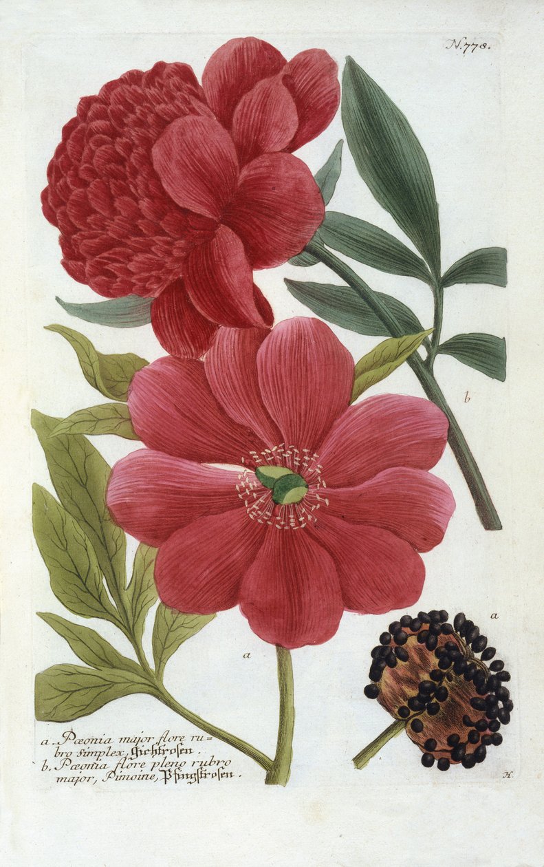 Paeonia de 