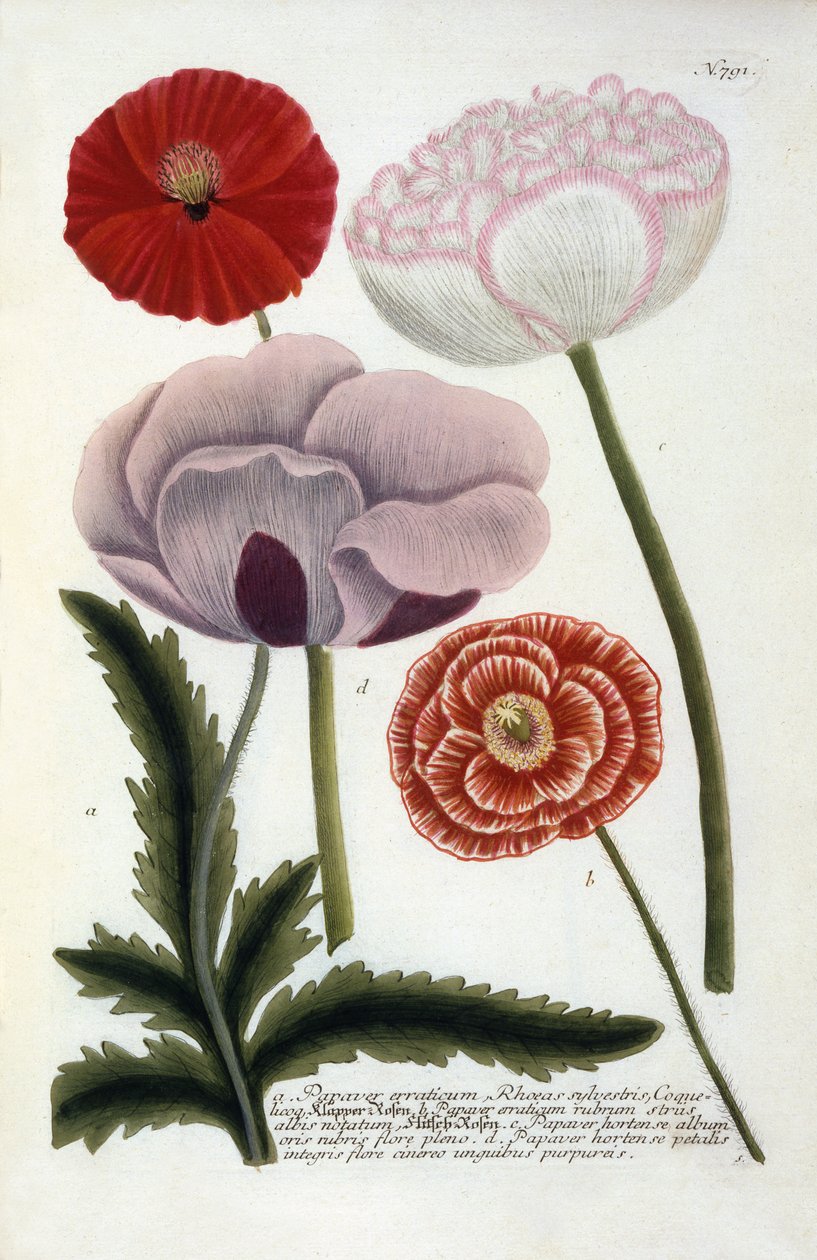 Papaver, de Phytanthoza Iconographia de Johann Wilhelm Weinmann, 1737 (gravure coloriée à la main) - Georg Dionysius Ehret