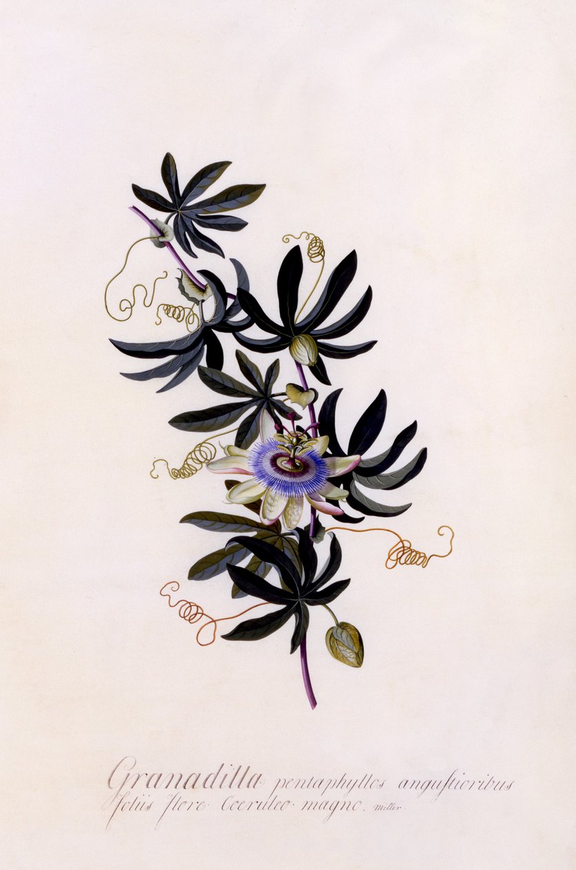 Passiflora Granadilla, vers 1745 - Georg Dionysius Ehret