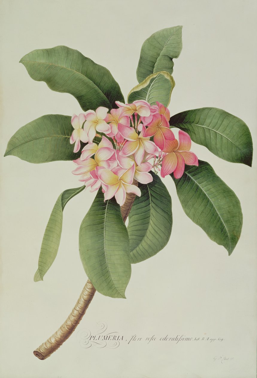 Plumeria - Georg Dionysius Ehret