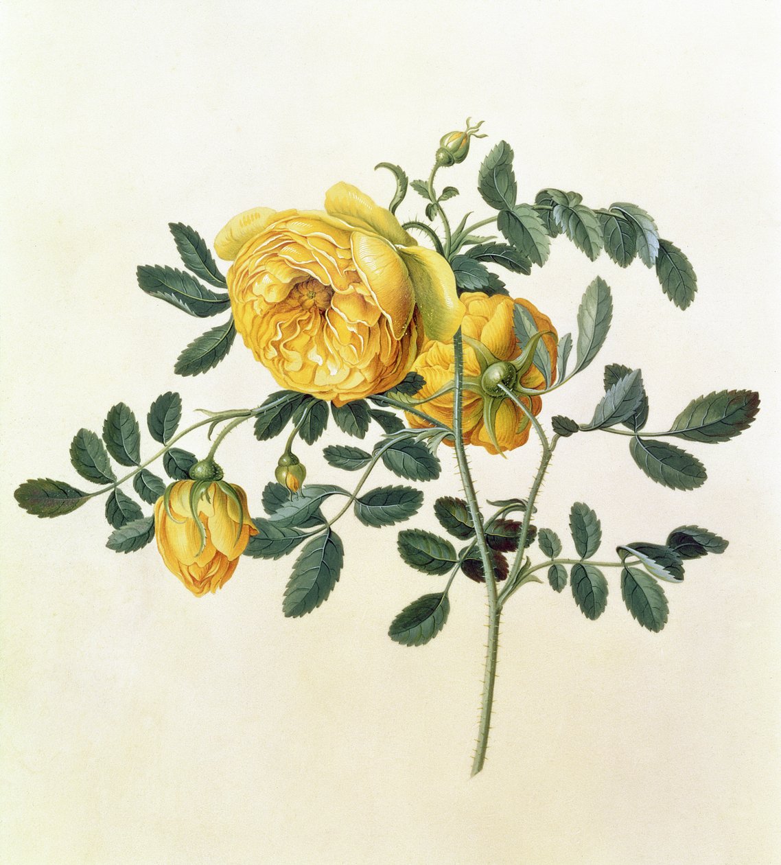 Rosa hemispherica, XVIIIe siècle - Georg Dionysius Ehret