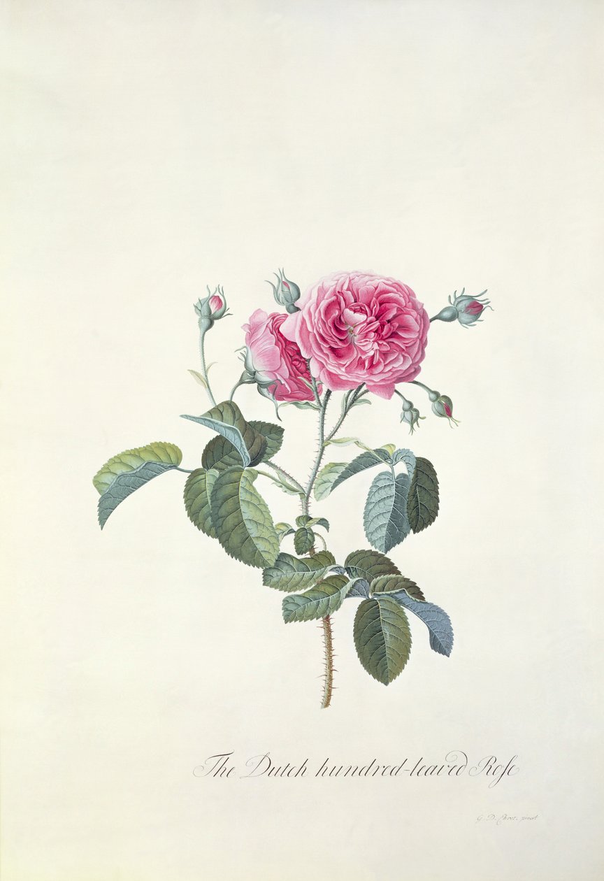Rose : Rose cent-feuilles hollandaise - Georg Dionysius Ehret