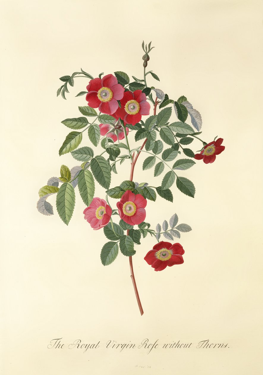 Rose : sans épines (Rose Vierge Royale) - Georg Dionysius Ehret