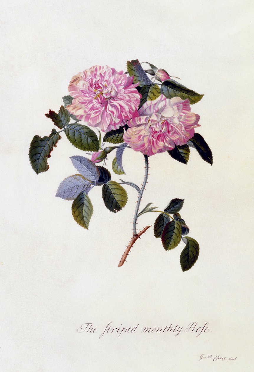 La rose rayée mensuelle, vers 1745 - Georg Dionysius Ehret