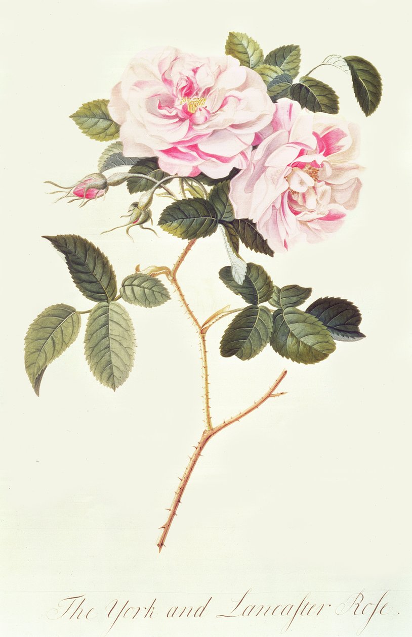 La rose de York et de Lancaster - Georg Dionysius Ehret