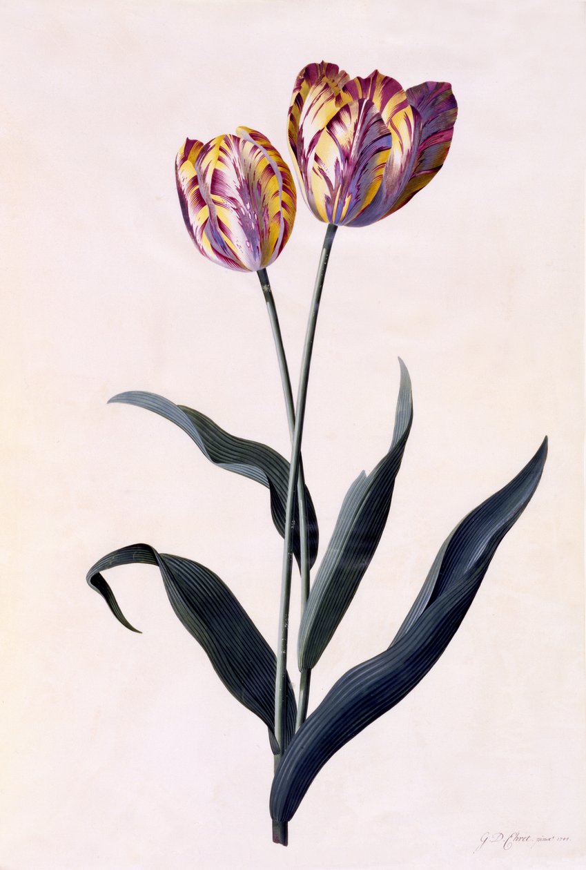 Tulipe, vers 1744 - Georg Dionysius Ehret