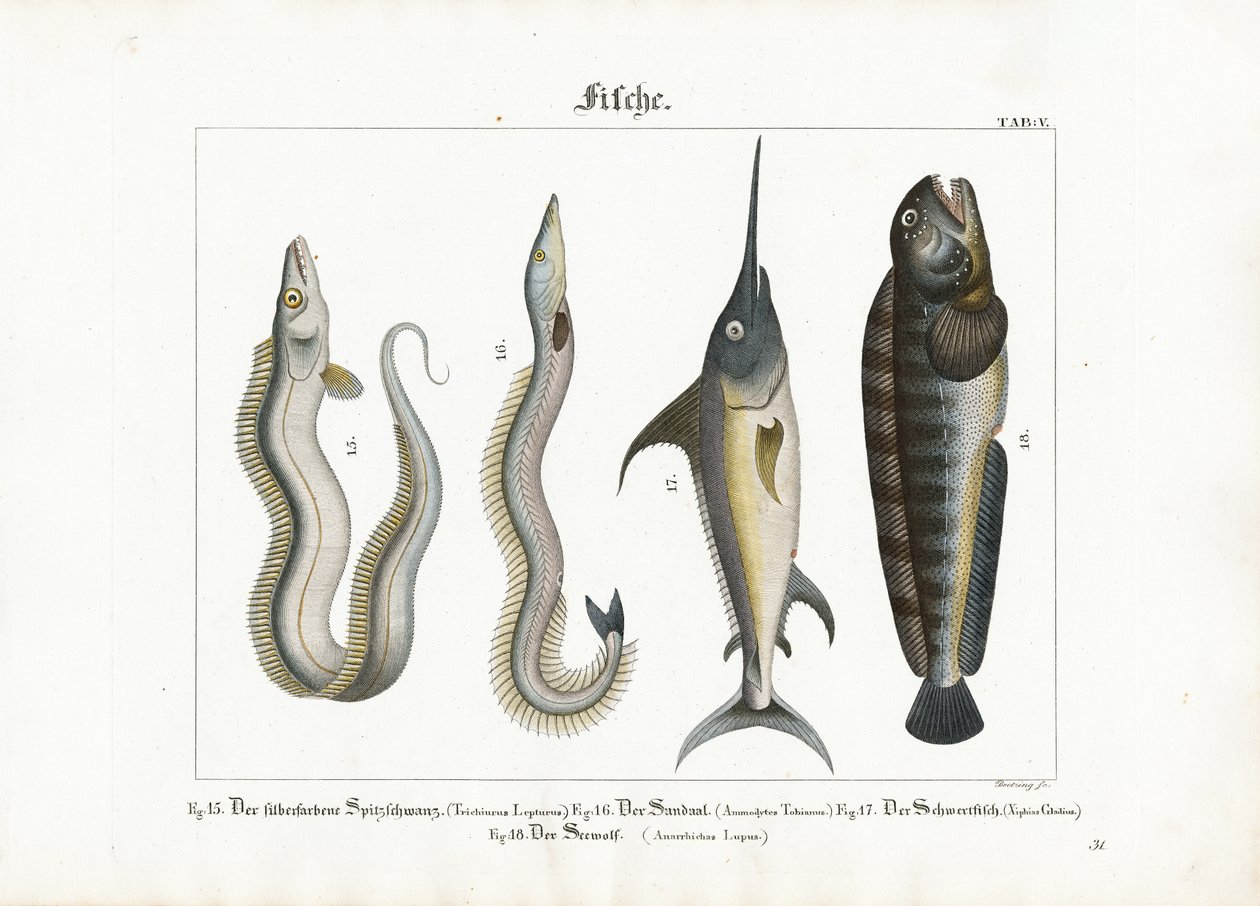Meeresfische: Haarschwanzfisch, Sandaal, Schwertfisch und Seewolf von Georg Bretzing