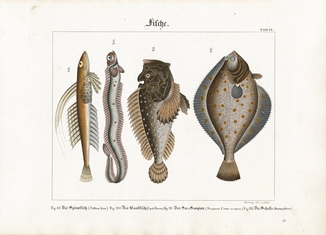 Meeresfische: Leierfisch, Rotbandfisch, Skorpionfisch und Scholle von Georg Bretzing