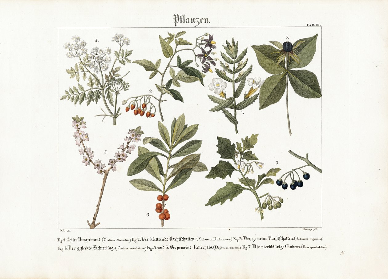 Plantes médicinales et toxiques - Georg Bretzing