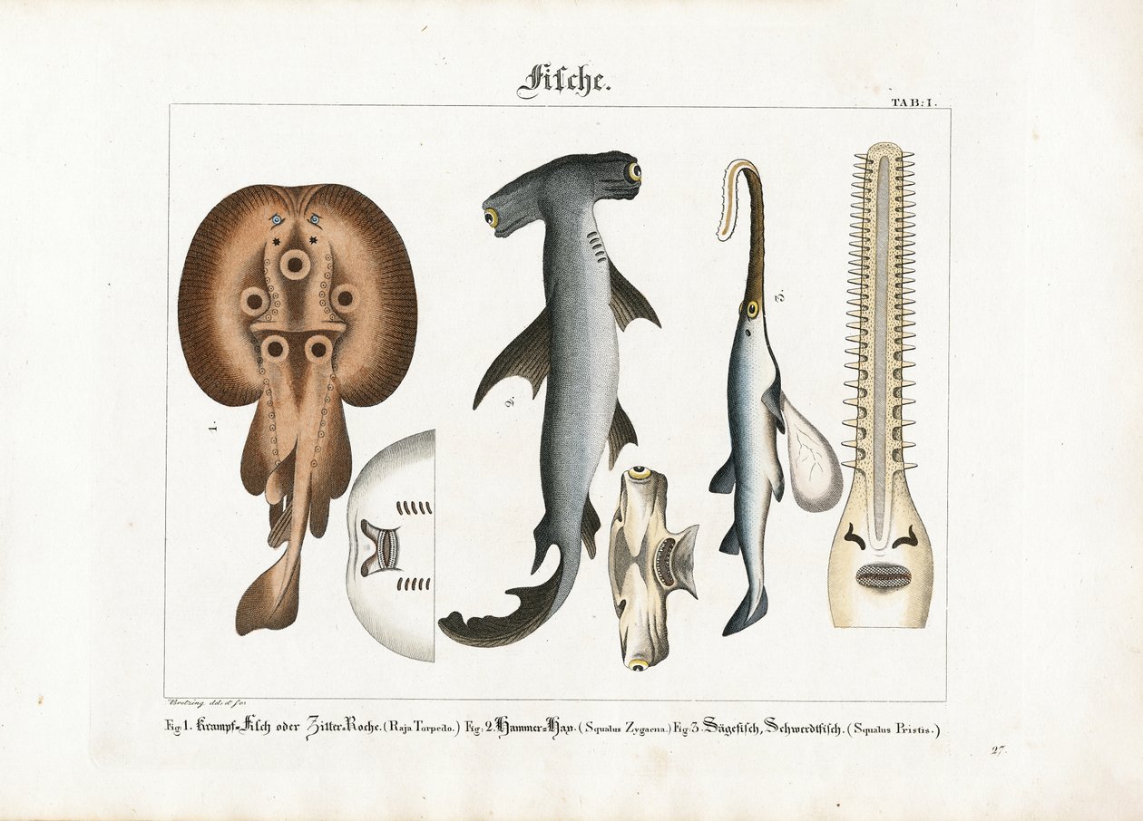 Espèces particulières de poissons marins - Georg Bretzing