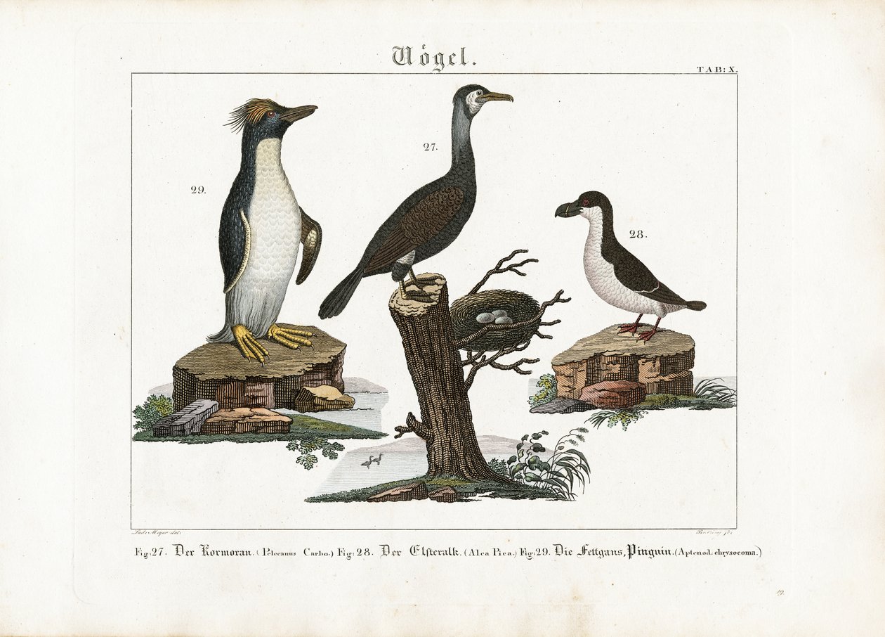 Oiseaux de mer : Grand cormoran, Fulmar boréal et Pingouin tacheté - Georg Bretzing