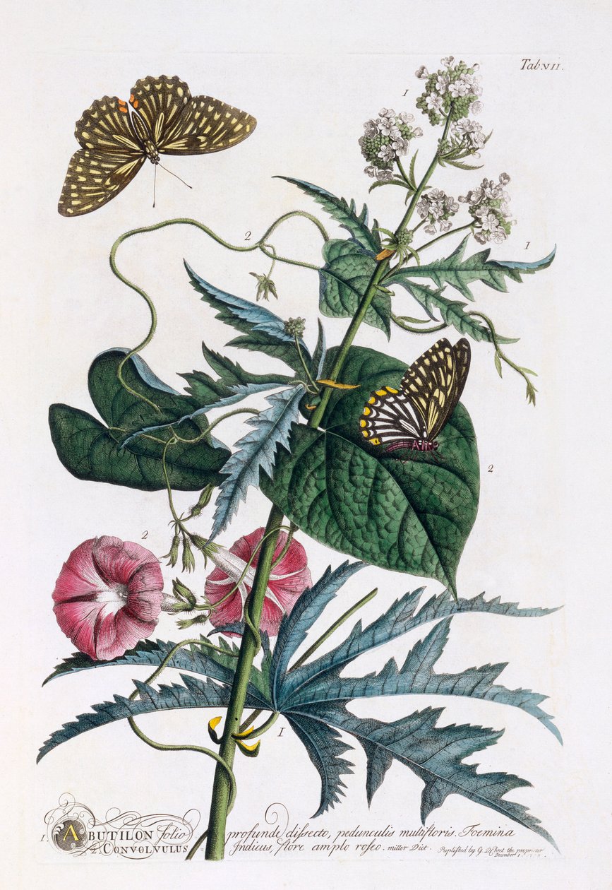 1. Abutilon, 2. Convolvulus, vers 1748 gravure coloriée à la main - "Georg Dionysius Ehret