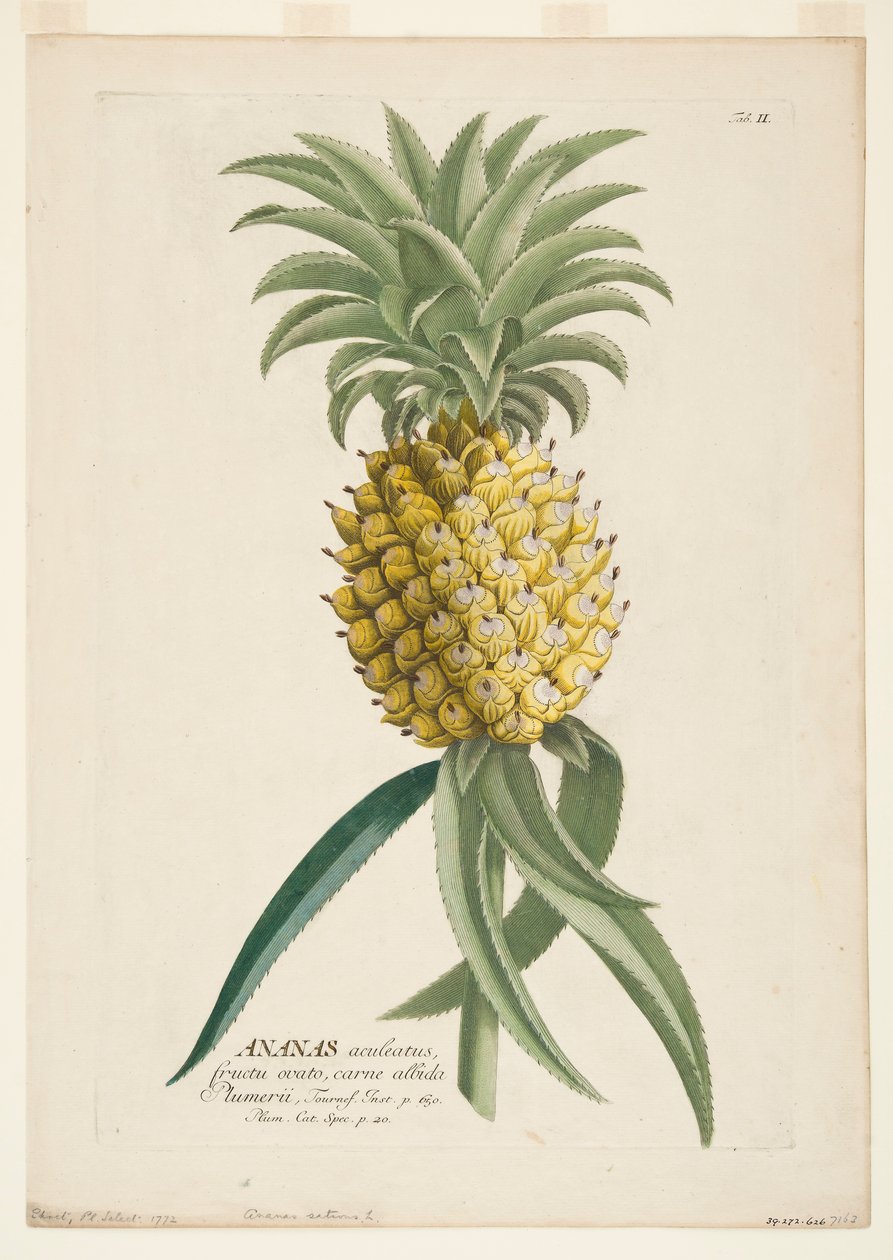 Ananas sativus, Ananas, vers 1740-1770 - Georg Dionysius Ehret