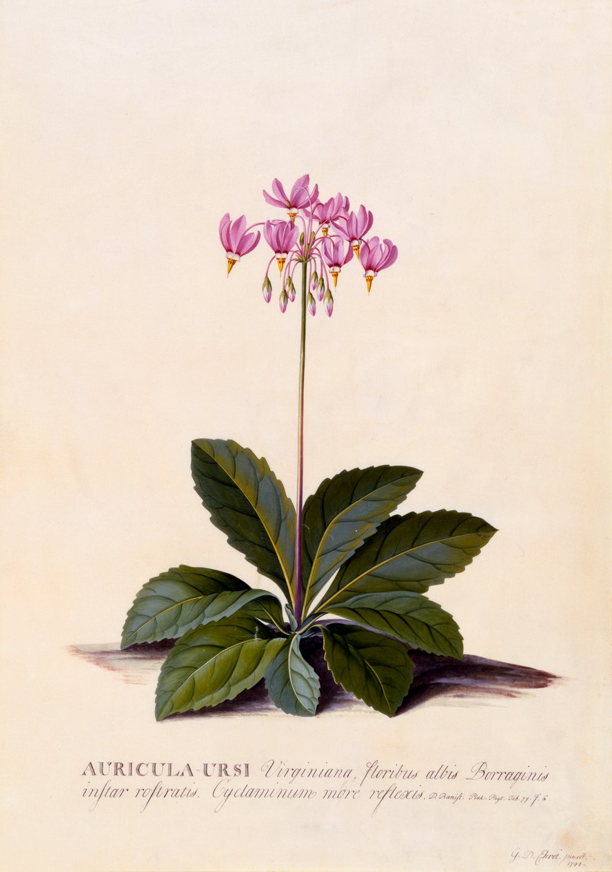 Aricula Ursi Étoile filante, vers 1744, gravure colorée à la main - "Georg Dionysius Ehret