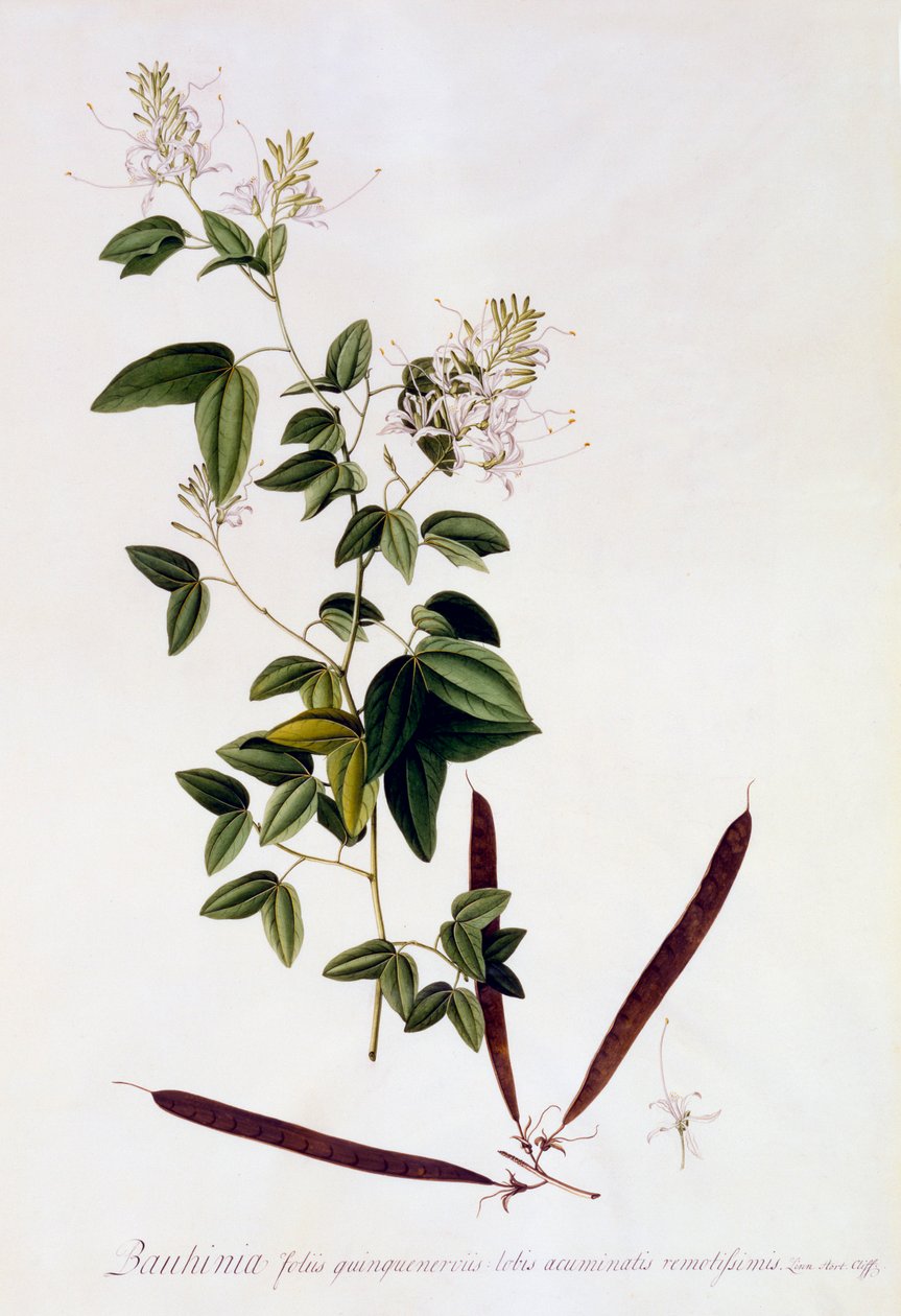 Bauhinia, vers 1745 gravure coloriée à la main - "Georg Dionysius Ehret