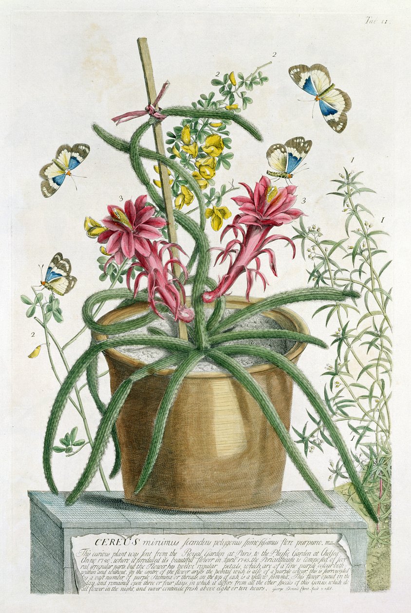 Cereus Minimus, vers 1745 - Georg Dionysius Ehret