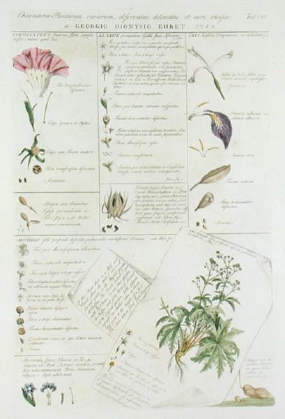 Caractères des fleurs, de 