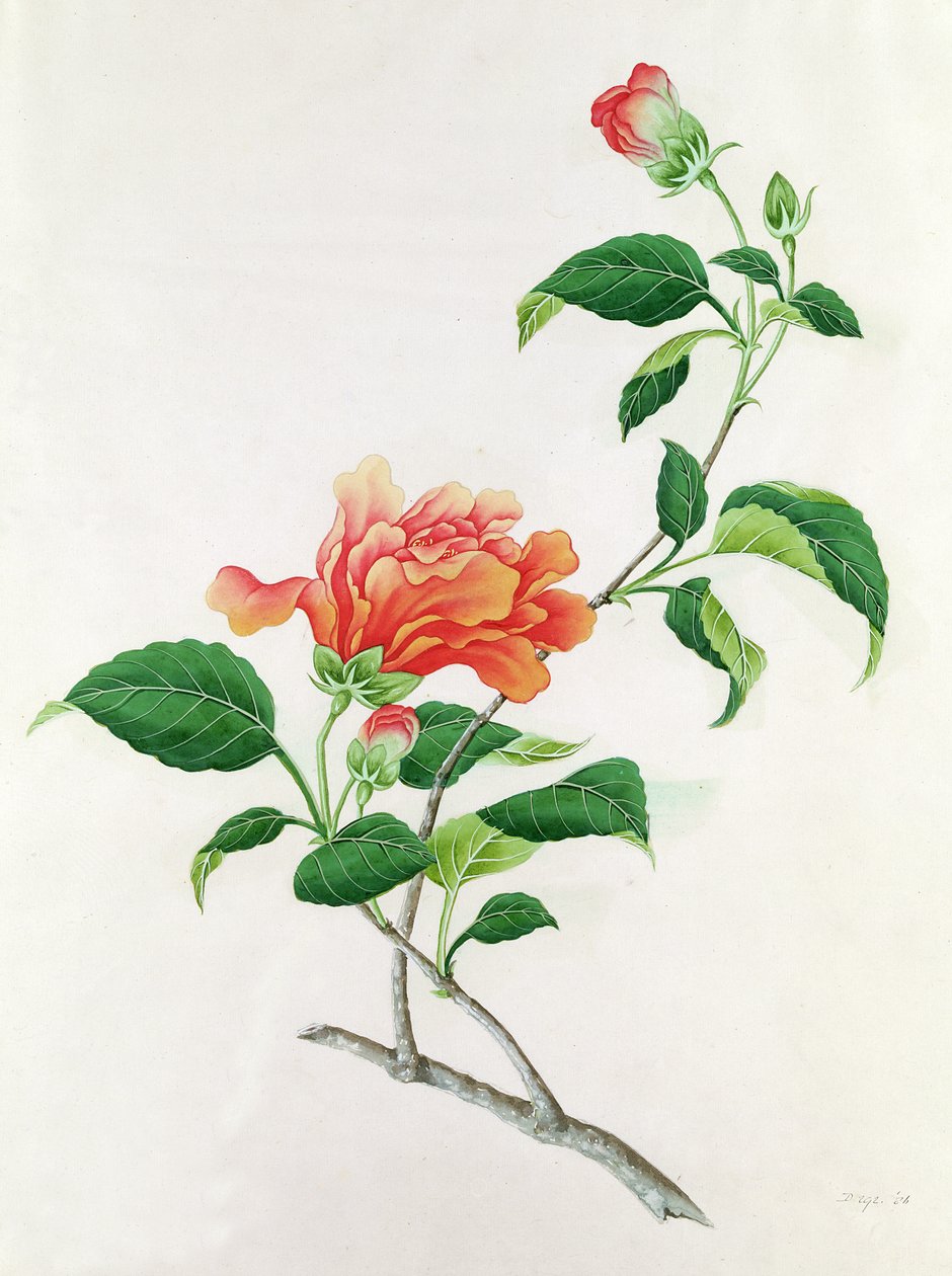 Hibiscus - Georg Dionysius Ehret