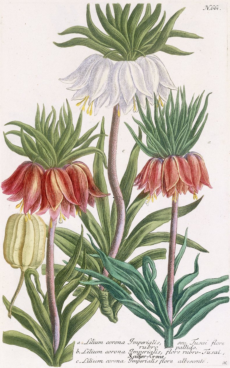 Lilium corona Imperialis - Georg Dionysius Ehret