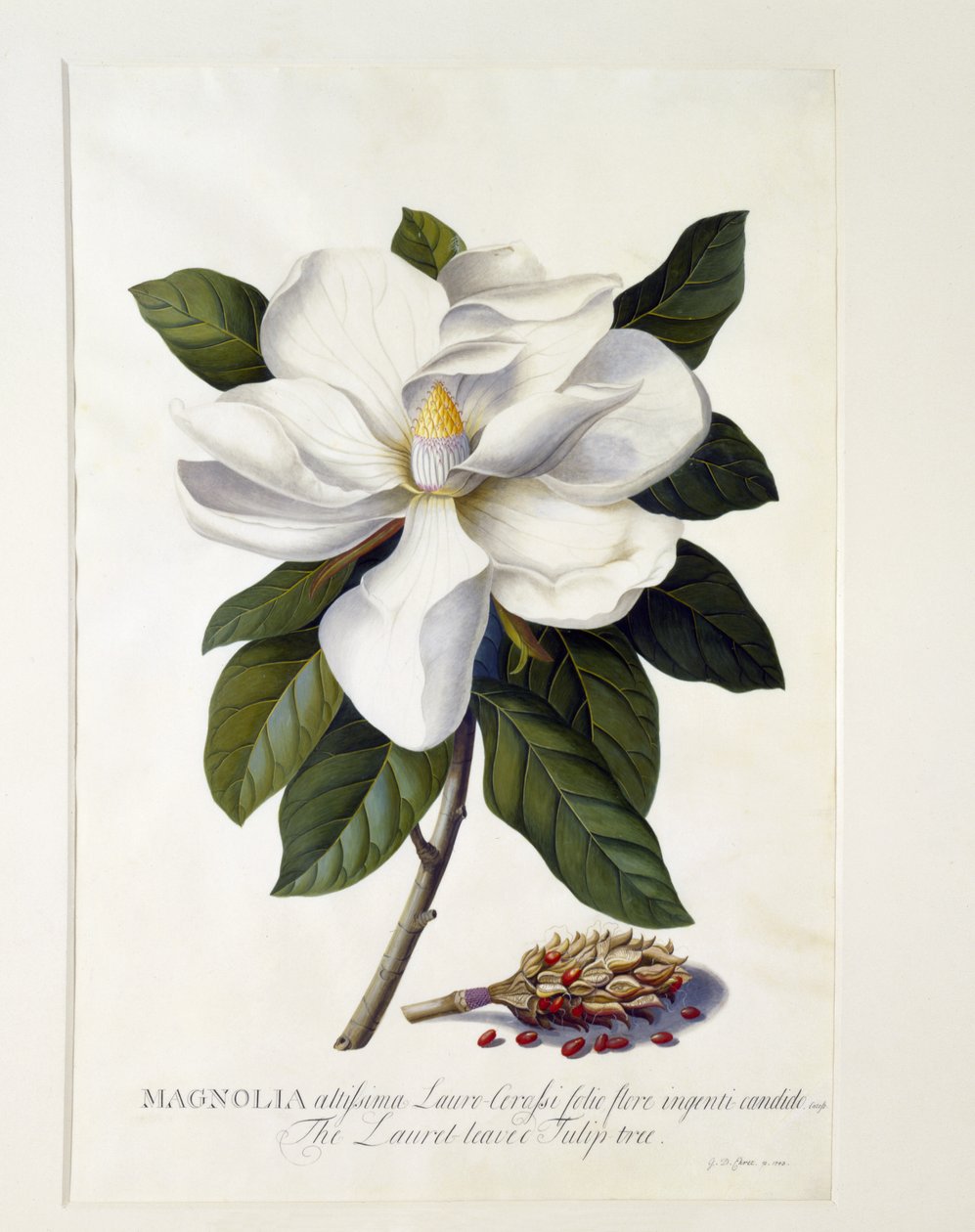 Magnolia grandiflora, c.1743 - Georg Dionysius Ehret