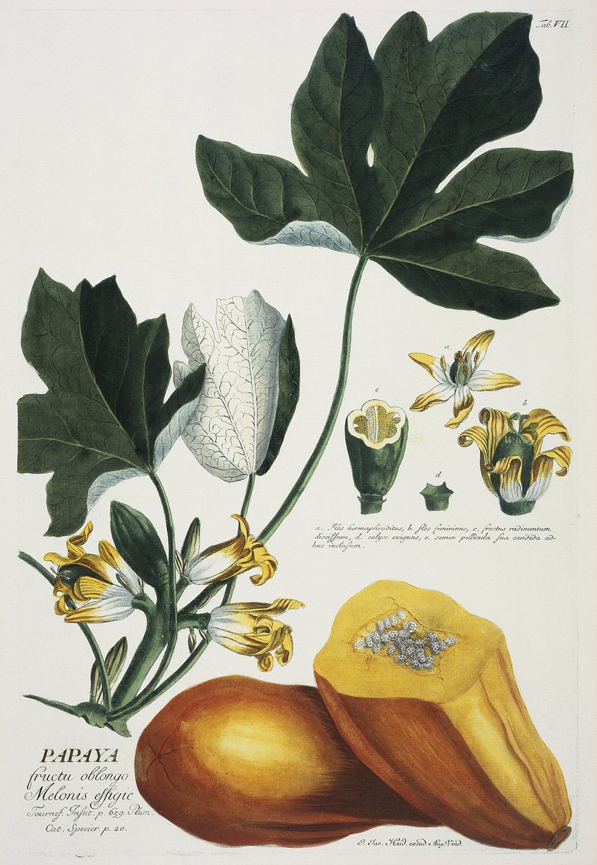 Papaye - Georg Dionysius Ehret