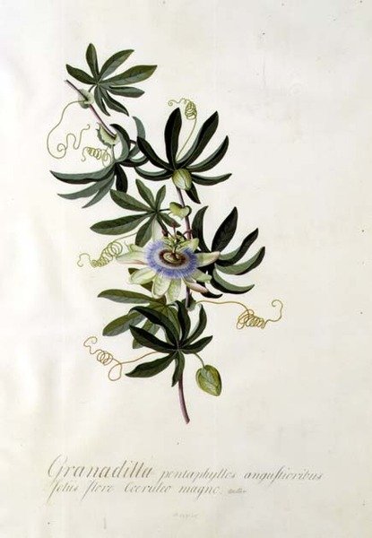 Fleur de la passion - Georg Dionysius Ehret