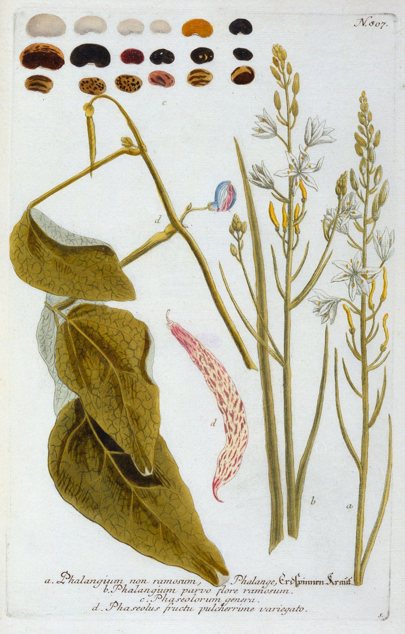 Phalangium - "Georg Dionysius Ehret
