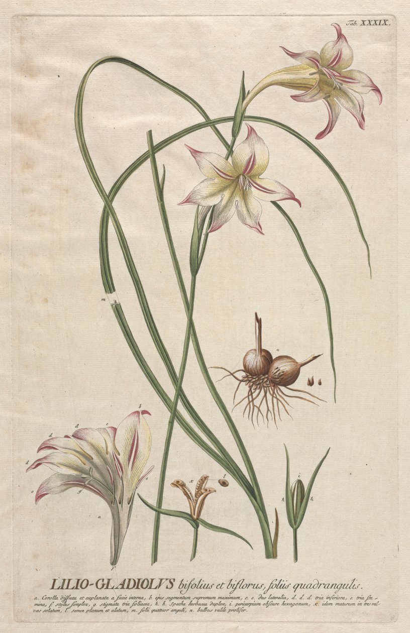 Plantae Selectae : No. 39 - Lilio-Gladiolus - Georg Dionysius Ehret