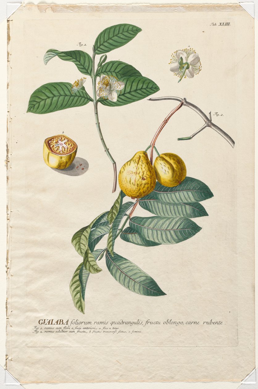 Plantae Selectae : No. 43 - Guaiaba - Georg Dionysius Ehret