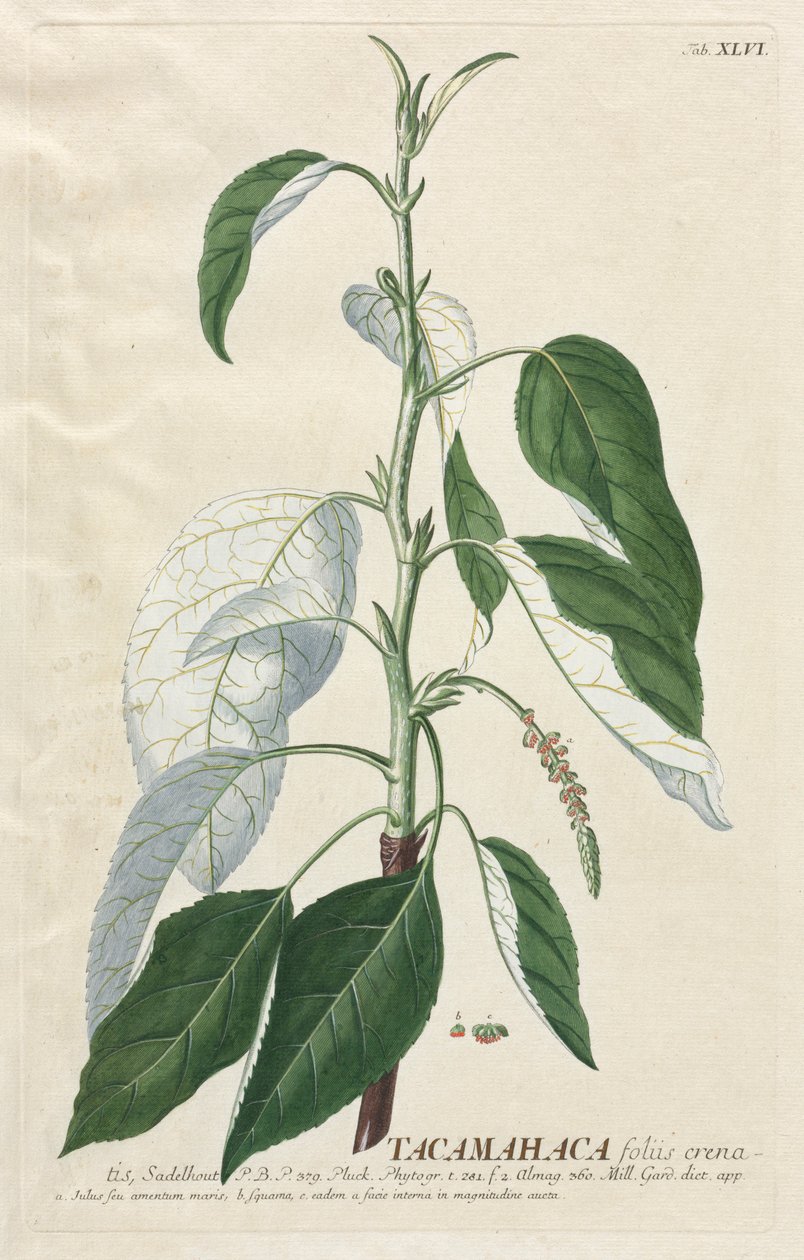 Plantae Selectae : N° 46 - Tacamahaca - Georg Dionysius Ehret