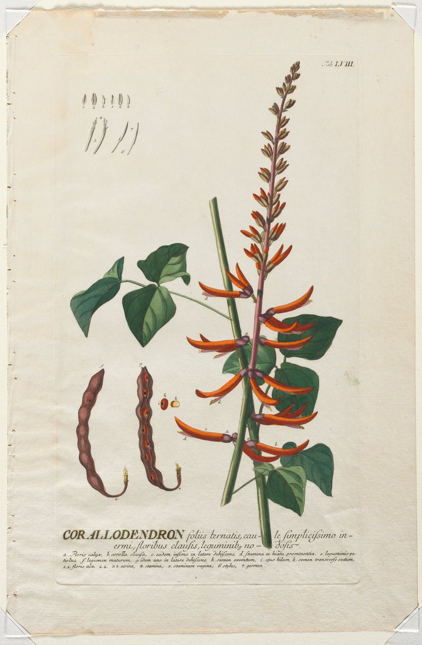 Plantae Selectae : No. 58 - Corallodendron - Georg Dionysius Ehret