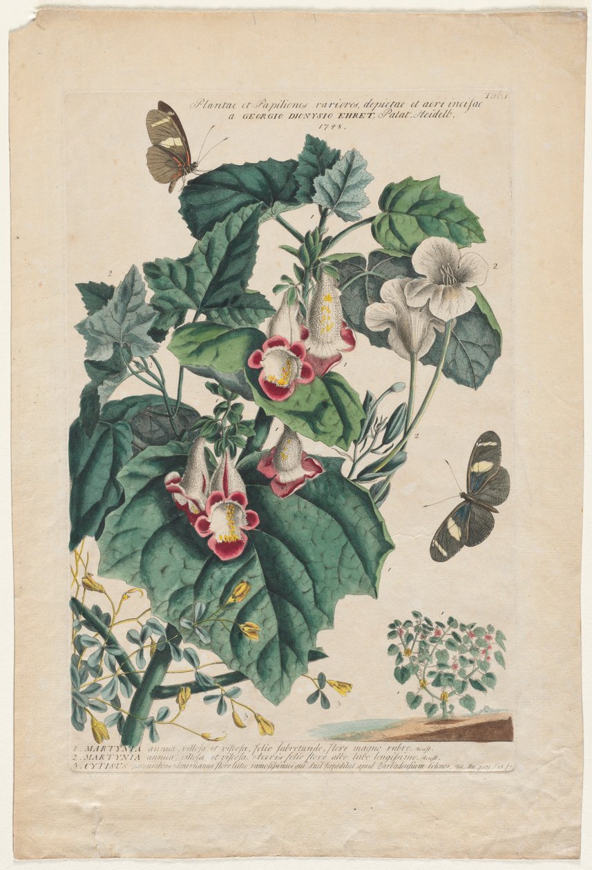 Plantae et Papiliones rariores : Martynia, 1748 - Georg Dionysius Ehret