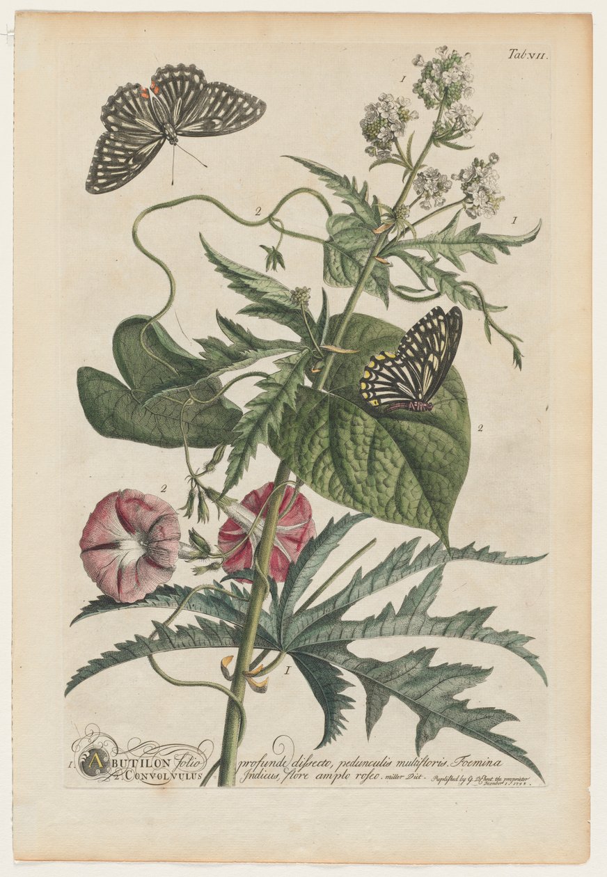 Plantae et papiliones rariores : No. 7, 1748 - Georg Dionysius Ehret