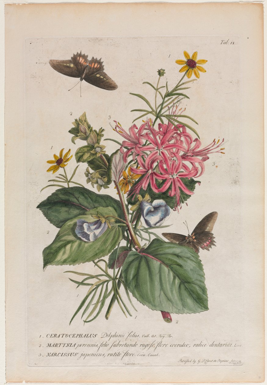 Plantae et papiliones rariores : No. 9, 1749 - Georg Dionysius Ehret