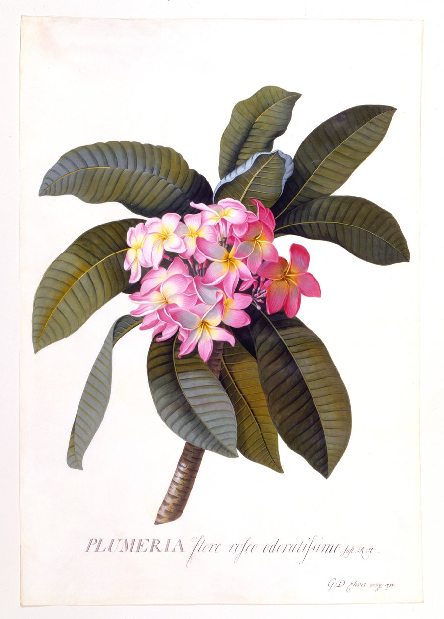 Plumeria, vers 1744, gravure coloriée à la main - "Georg Dionysius Ehret