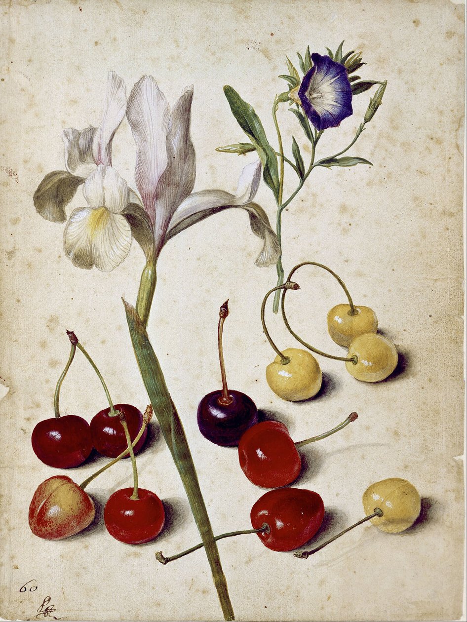 Iris d