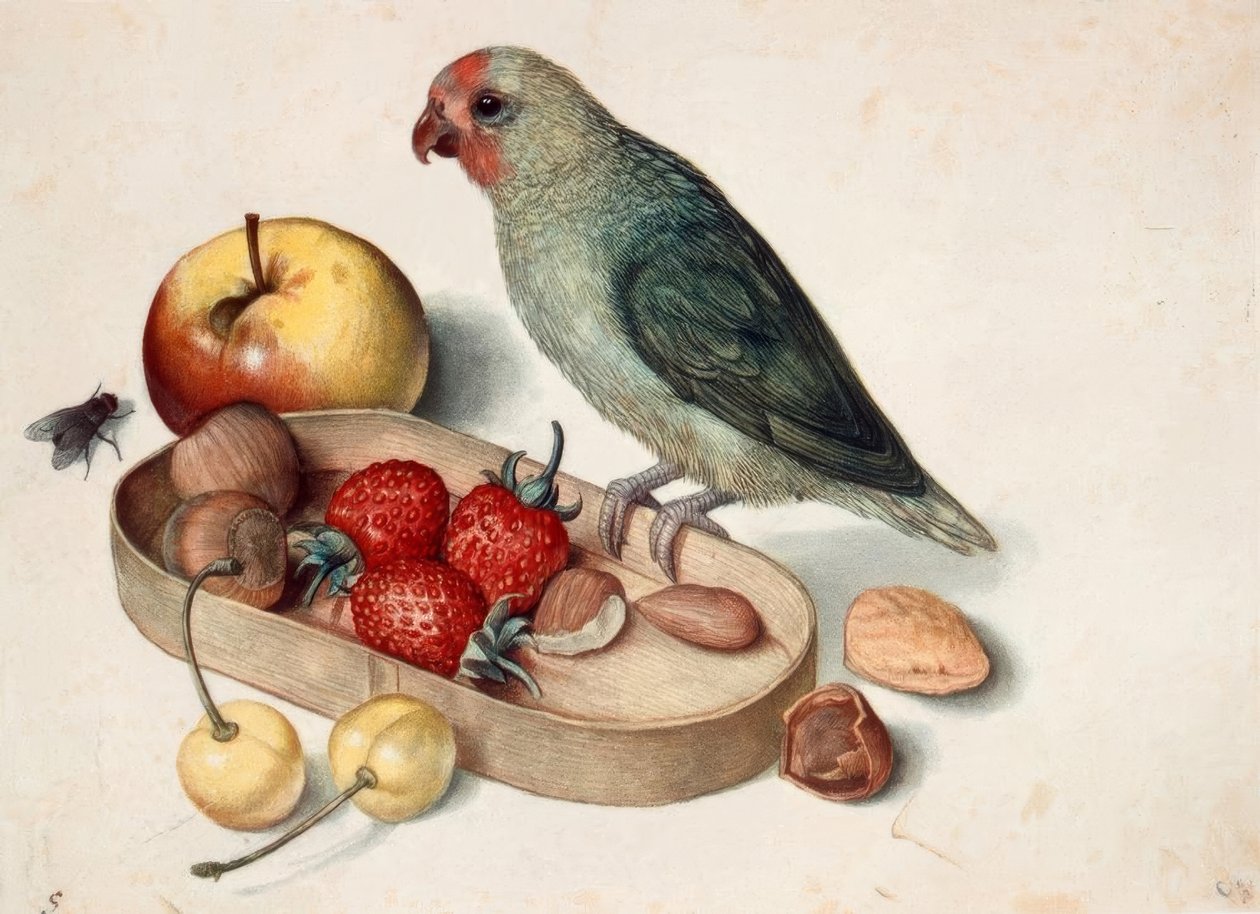 Nature morte avec perroquet nain - Georg Flegel