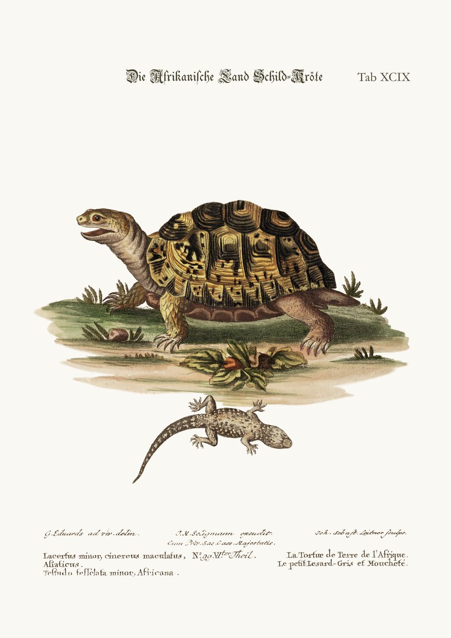 La tortue terrestre africaine. Le petit lézard gris tacheté, 1749-73 - George Edwards