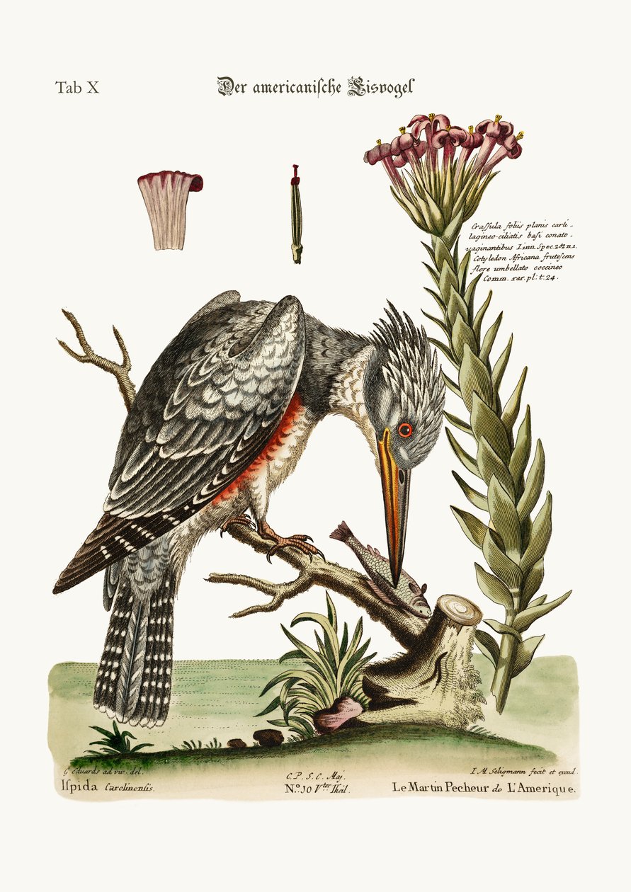 Le Martin-pêcheur américain, 1749-73 - George Edwards